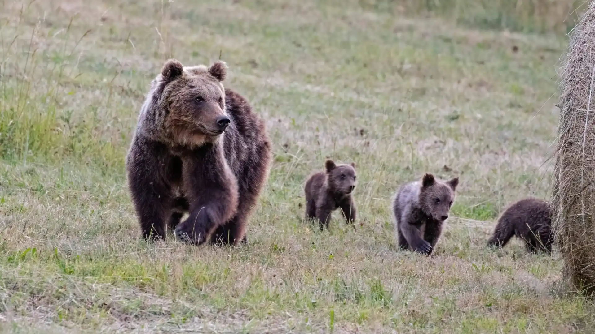 Vastogirardi: comunità a Misura d'Orso dell'Alto Molise